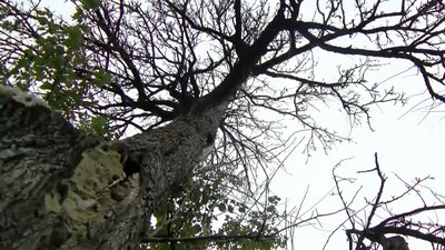 У садибі Лесі Українки на Волині висадили п'ять нових груш з гілок старої У садибі Лесі Українки на Волині висадили п'ять нових груш з гілок старої