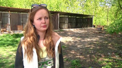 У Житомирі виходжують п'ять собак з Бородянки, які місяць перебували під обстрілами без води та їжі У Житомирі виходжують п'ять собак з Бородянки, які місяць перебували під обстрілами без води та їжі