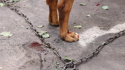Жорстоке поводження, тварини, собаки, суд, кримінал, поліція, Галич