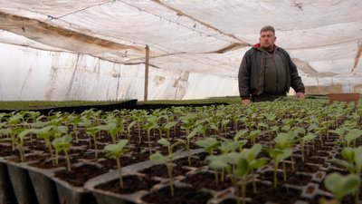 Як черкаські тепличники працюють під час війни Як черкаські тепличники працюють під час війни