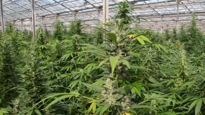 Організаторам нарколабораторії на Івано-Франківщині висунули звинувачення