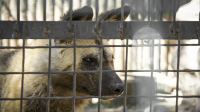 "Дуже активна тварина". Вперше в Одеському зоопарку доглядають за африканським гієновидним собакою "Дуже активна тварина". Вперше в Одеському зоопарку доглядають за африканським гієновидним собакою