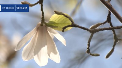 Зацвіли магнолії на території черкаського університету Зацвіли магнолії на території черкаського університету