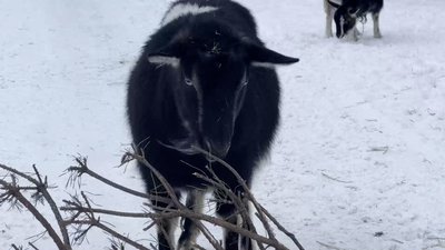 У центрі Ічні на Чернігівщині пасуться кози У центрі Ічні на Чернігівщині пасуться кози
