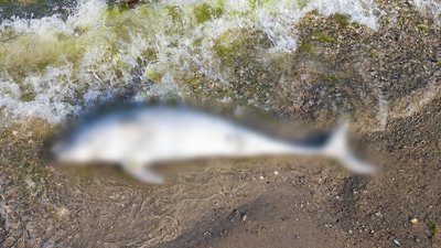 Загиблий китоподібний на узбережжі Чорного моря