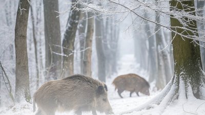 Дикі свині, ліс, зима, Франківщина