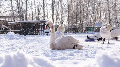 Квиток за поцілунок: у Луцькому зоопарку влаштували акцію для закоханих та Валентинів