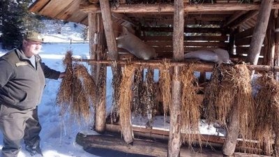 Прикарпатські лісівники підгодовують тварин