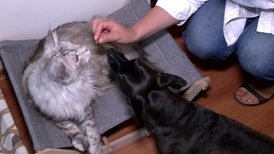 Історія кішки породи мейн-кун, яку прихистила рівнянка Історія кішки породи мейн-кун, яку прихистила рівнянка