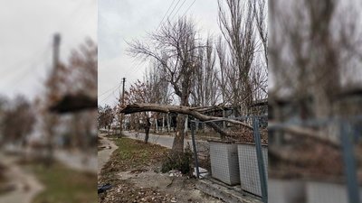 Крижане узбережжя і повалені дерева. Бердянськ потерпає від морозних шквалів Крижане узбережжя і повалені дерева. Бердянськ потерпає від морозних шквалів