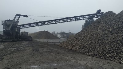 На Волині триває заготівля і переробка цукрових буряків На Волині триває заготівля і переробка цукрових буряків