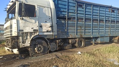 До Дрогобича евакуювали корів з обстріляної ферми на Миколаївщині