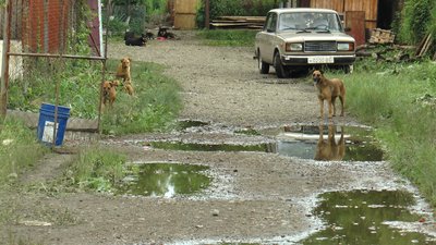 Зруйновані вольєри та налякані тварини. "Дім Сірка" після негоди