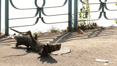 У Черкасах дівчина упала в каналізаційний люк У Черкасах дівчина упала в каналізаційний люк
