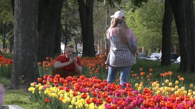 "Тішать усе місто". У Дніпрі цьогоріч висадили 2 тисячі тюльпанів "Тішать усе місто". У Дніпрі цьогоріч висадили 2 тисячі тюльпанів