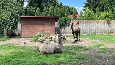 "Дикий ще, не підійдеш до нього": у Луцькому зоопарку народилось перше верблюжа "Дикий ще, не підійдеш до нього": у Луцькому зоопарку народилось перше верблюжа