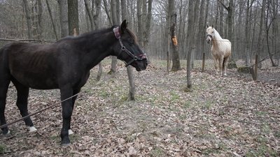 коні Вінниця коні Вінниця