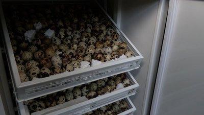 Близько 1,5 тисячі перепелиних яєць за місяць: жителька Новгорода-Сіверського на грантові кошти створила мініферму Близько 1,5 тисячі перепелиних яєць за місяць: жителька Новгорода-Сіверського на грантові кошти створила мініферму