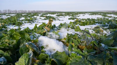 Січневі морози та озимі культури: на Запоріжжі через негоду можлива втрата частини врожаю Січневі морози та озимі культури: на Запоріжжі через негоду можлива втрата частини врожаю