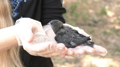 На Запоріжжі з-під обстрілів урятували маленьку косулю На Запоріжжі з-під обстрілів урятували маленьку косулю