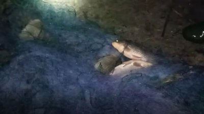 На Волині небайдужий рибалка повідомив про браконьєрство на річці Стир На Волині небайдужий рибалка повідомив про браконьєрство на річці Стир