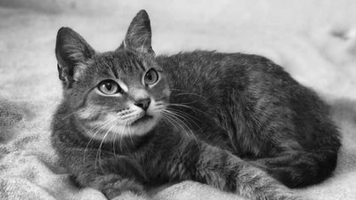 Про котів Про котів