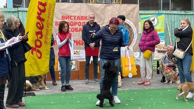 У Житомирі визначили переможців виставки безпородних собак "Мокрий ніс – 2021"