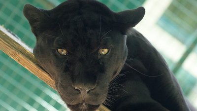 З харківського екопарку почали вивозити великих хижаків