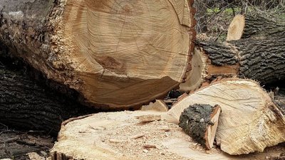 Чернівецький лісгосп має відшкодувати понад три млн грн за незаконну рубку дерев