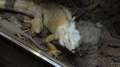 В Запорізькій області відкрився тераріум В Запорізькій області відкрився тераріум