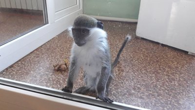 У Сумському центрі натуралістичної творчості закінчується корм для тварин У Сумському центрі натуралістичної творчості закінчується корм для тварин