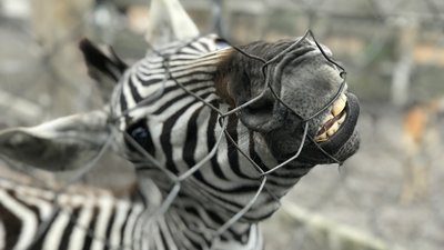 Через війну в екопарку біля Полтави живуть тварини з інших областей