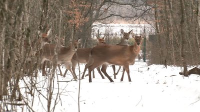 На Черкащині оголосили період полювання на козулю