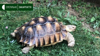 Черепаху перевезли потягом з Києва до Ужгорода Черепаху перевезли потягом з Києва до Ужгорода