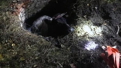 На Дніпропетровщині надзвичайники за допомогою трактора витягли з ями корову