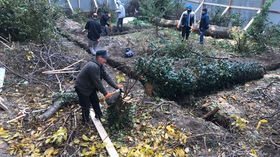 Дерева Одеса Дерева Одеса