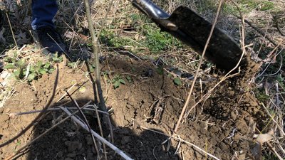 Майже 58 тисяч дерев висадили за добу на Закарпатті під час міжнародної акції "Greening Planet" Майже 58 тисяч дерев висадили за добу на Закарпатті під час міжнародної акції "Greening Planet"
