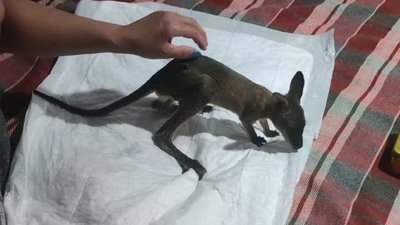 Живив після загибелі матері. У Миколаївському зоопарку штучно вигодовують кенгуреня Сьому Живив після загибелі матері. У Миколаївському зоопарку штучно вигодовують кенгуреня Сьому