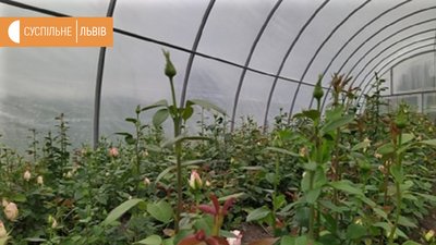Теплиця, де вирощують троянди Теплиця, де вирощують троянди