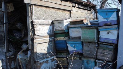 Бджільництво на Харківщині: як пасічники готуються до нового сезону Бджільництво на Харківщині: як пасічники готуються до нового сезону