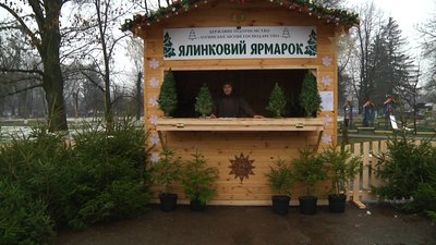 На Житомирщині лісництва відкрили 137 майданчиків для продажу різдвяних ялинок