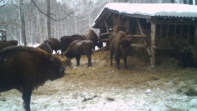 Як допомагають перезимувати лісовим звірям на Конотопщині Як допомагають перезимувати лісовим звірям на Конотопщині