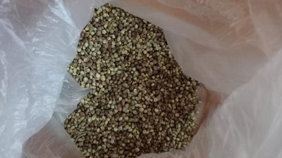 У місті на Волині викрили злочинну групу, яка причетна до наркобізнесу У місті на Волині викрили злочинну групу, яка причетна до наркобізнесу