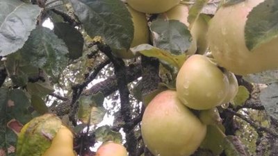 Здобув свій досвід в Австрії: історія садівника з Тернопільщини Здобув свій досвід в Австрії: історія садівника з Тернопільщини