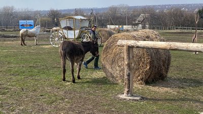 Евакуювали під час бою. На ферму Дніпропетровщини військові привезли віслючку з Сіверська, що під Бахмутом Евакуювали під час бою. На ферму Дніпропетровщини військові привезли віслючку з Сіверська, що під Бахмутом
