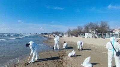Нафтова пляма в Чорному морі сягнула 80 км² — біля Анапи виявили понад 200 загиблих птахів