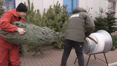 У Вінниці стартував продаж ялинок: де купити та які ціни