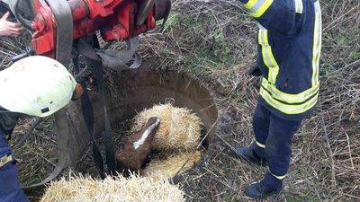 На Київщині рятувальники дістали коня з колодязя На Київщині рятувальники дістали коня з колодязя