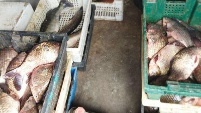 Черкащанин намагався через блокпост перевезти рибу без документів Черкащанин намагався через блокпост перевезти рибу без документів