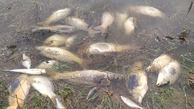 У селі на Житомирщині зафіксували мор риби У селі на Житомирщині зафіксували мор риби